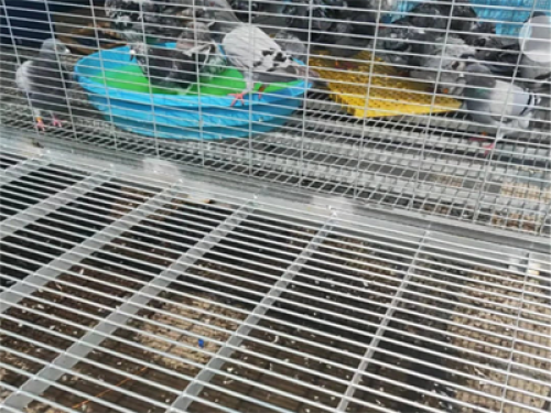 鸽笼地网