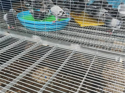 鸽笼地网